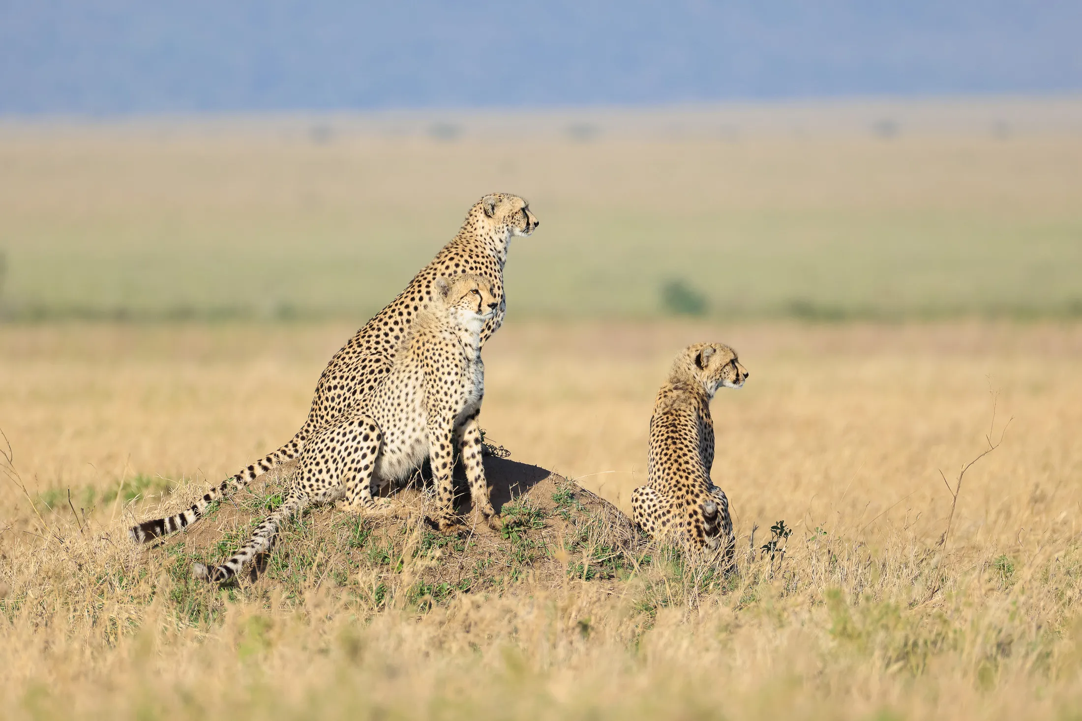 4 Days - Serengeti & Ngorongoro Safari