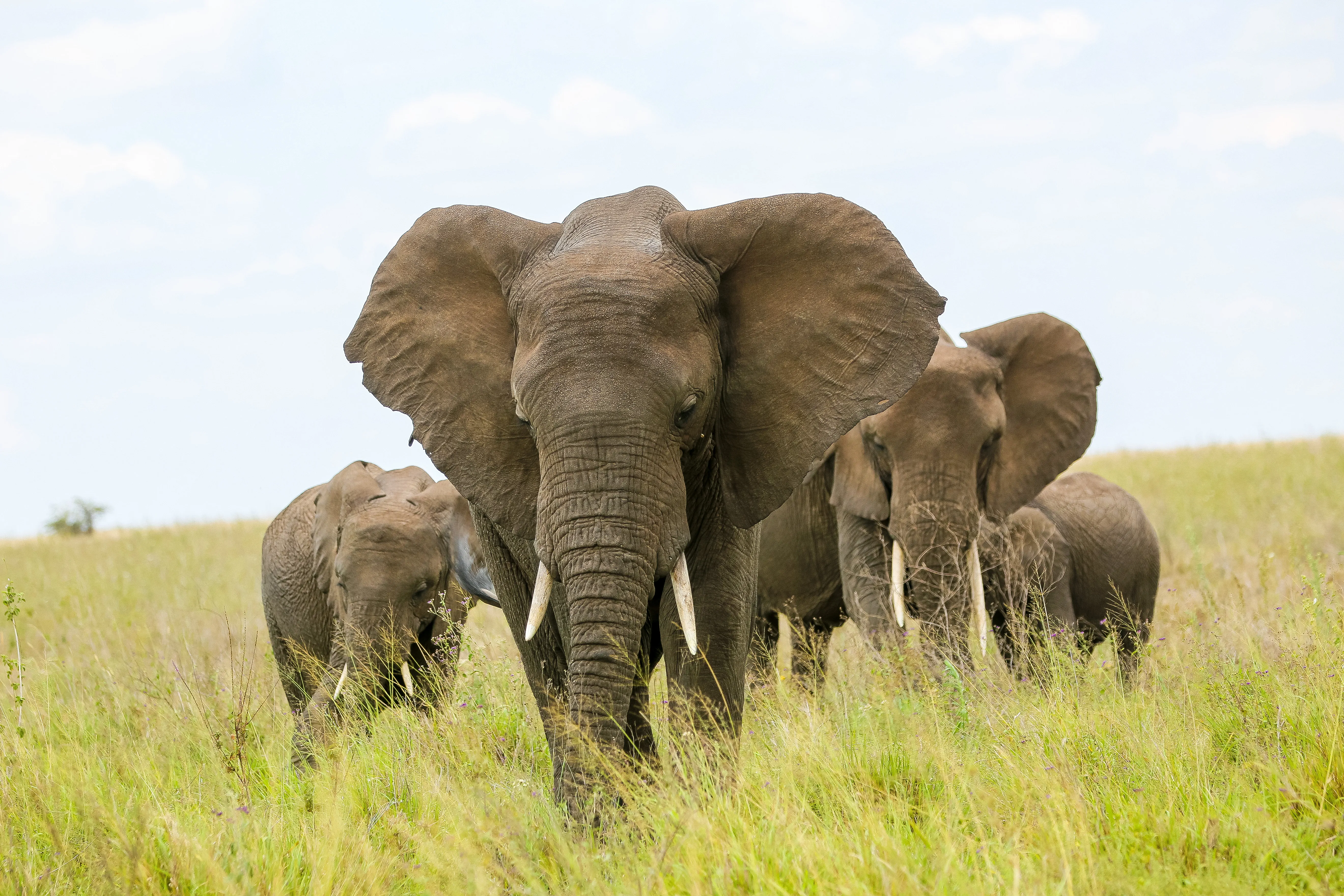 Tanzania Safari Landscape