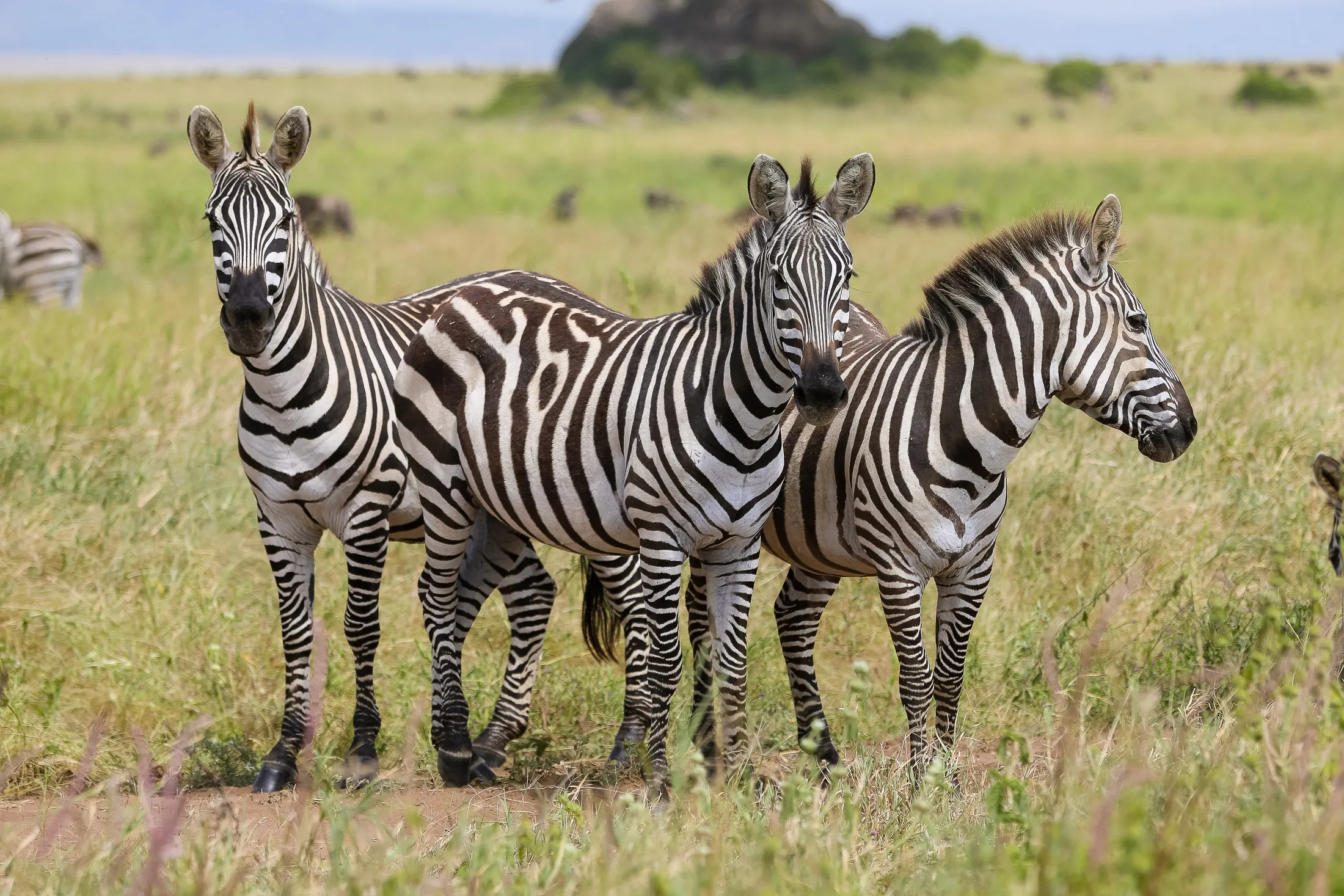 Sustainable Safari in Tanzania