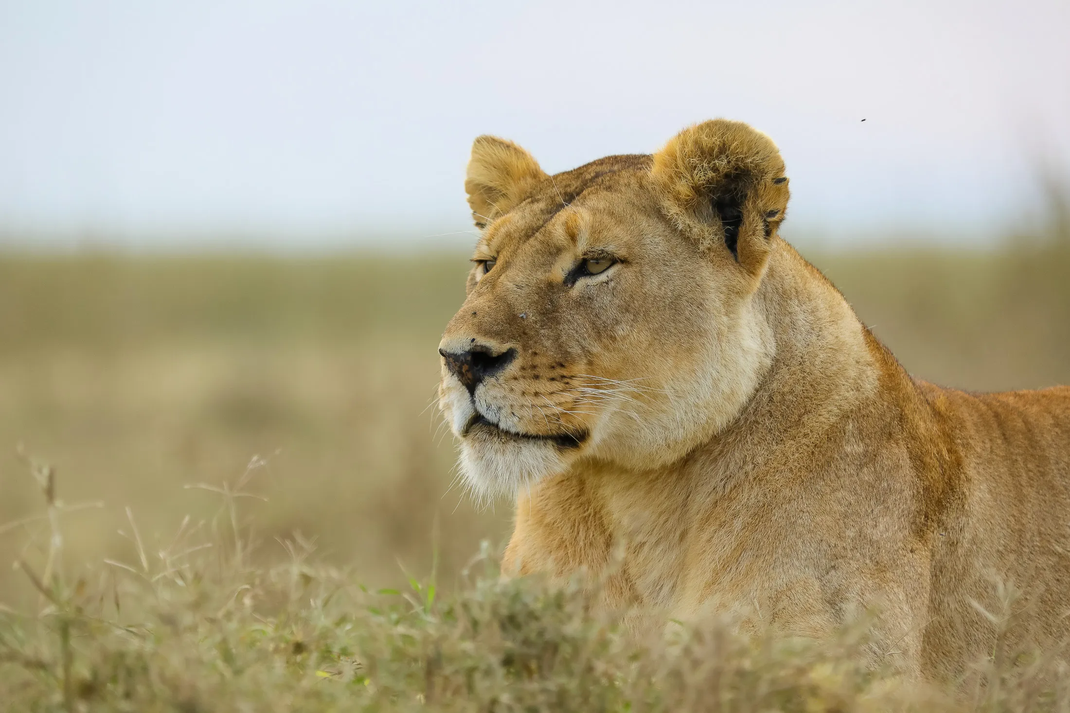 Tanzania Wildlife Safari